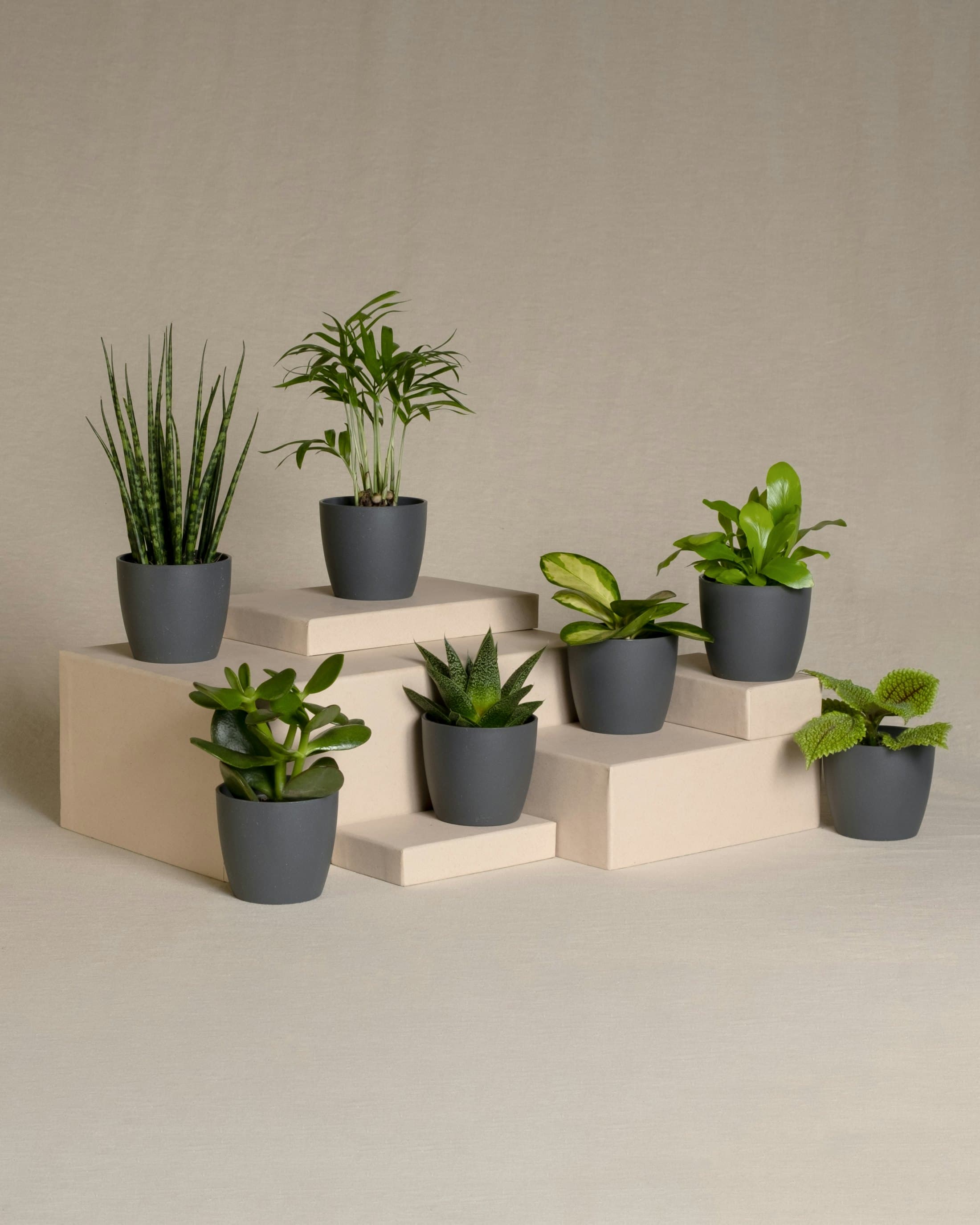 Plant guide desk with home-ready plants arranged in warm studio light