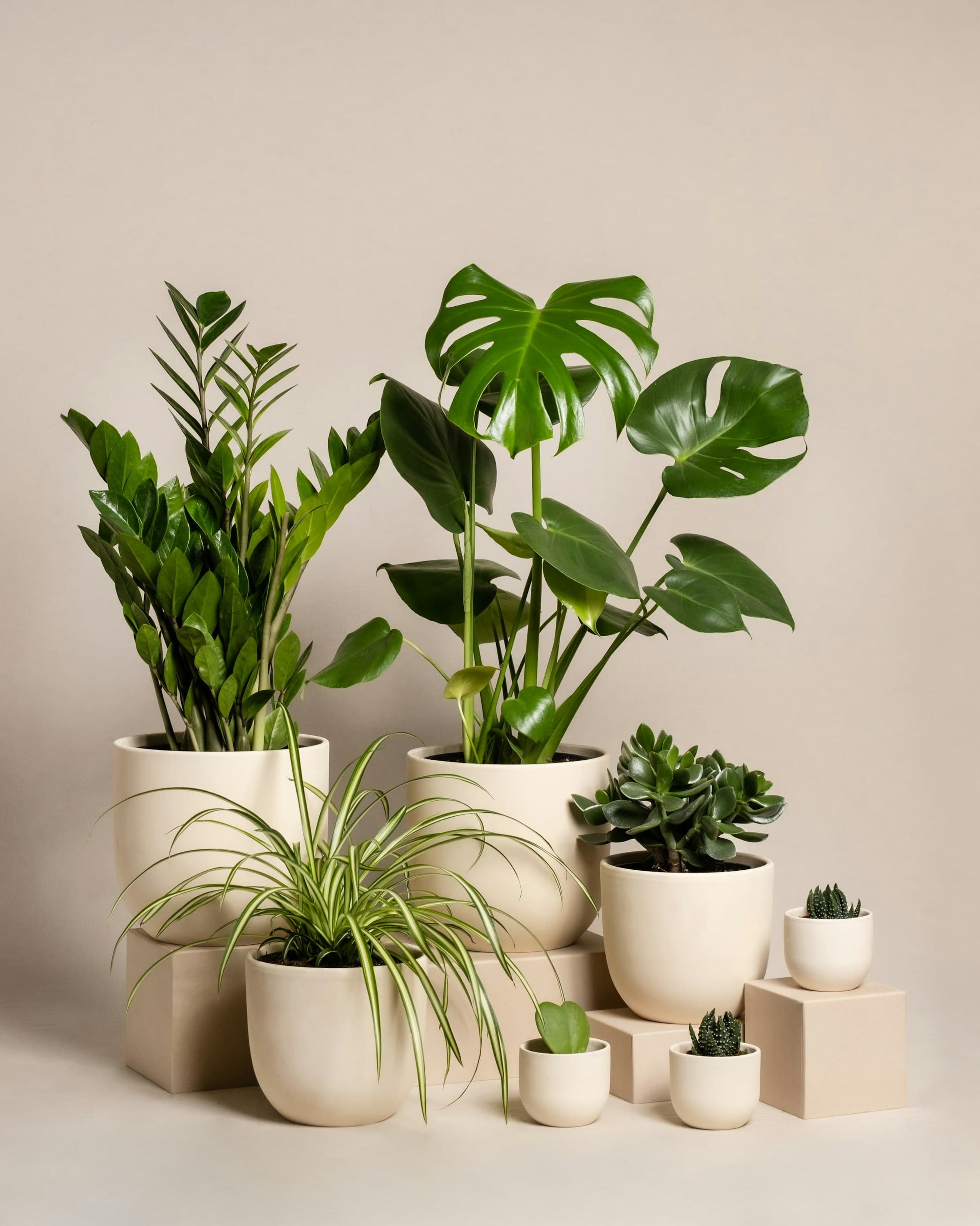 Premium warm plant atelier with mature indoor plants in handmade ceramic pots