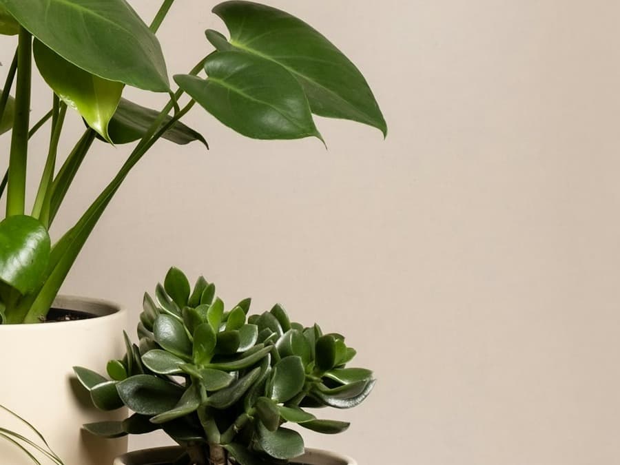 Gift a Story Plant care rhythm