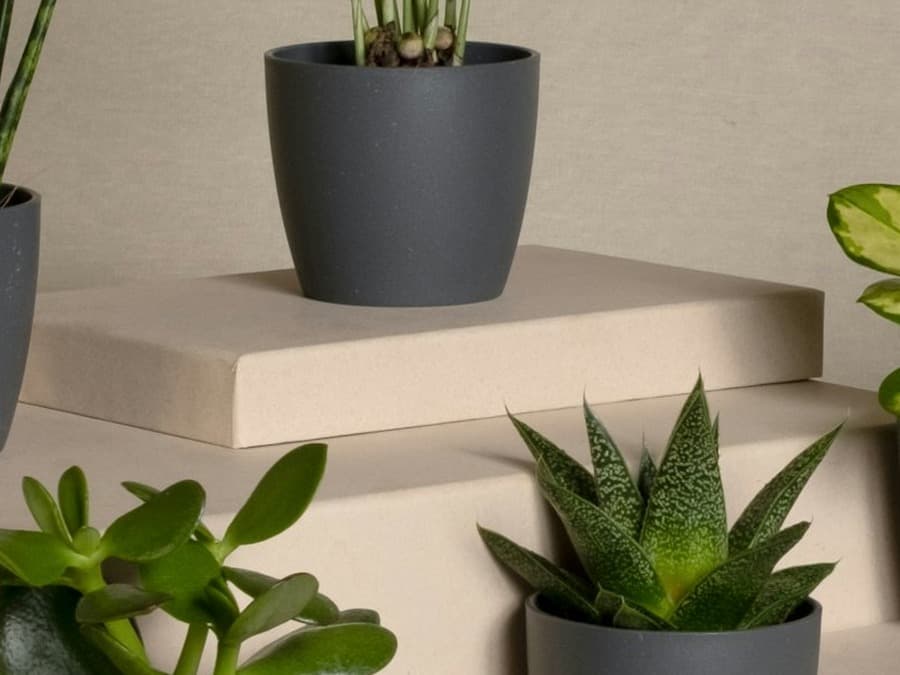 Glossy ZZ plant with deep green leaves in an ivory studio